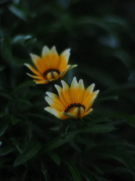 Μια Κάθετη Λήψη Από Λουλούδια Θησαυρού Που Ανθίζουν Στον Κήπο — Φωτογραφία Αρχείου