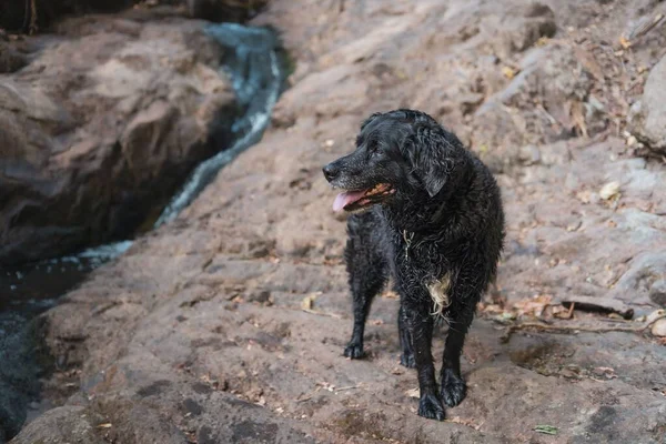 Большая Чёрная Собака Берегу Реки Камнями Заднем Плане — стоковое фото