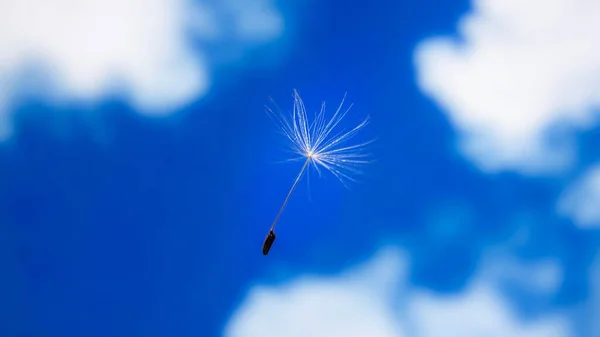 Closeup Crepis Rubra Seed Flying Air Cloudy Sky — Stock Photo, Image