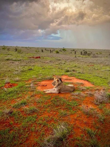 Вертикальный Снимок Льва Сидящего Земле Открытого Поля — стоковое фото