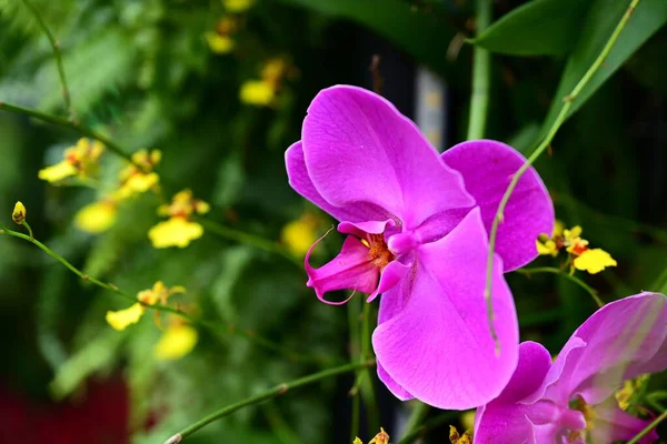 Крупный План Розовой Орхидеи — стоковое фото