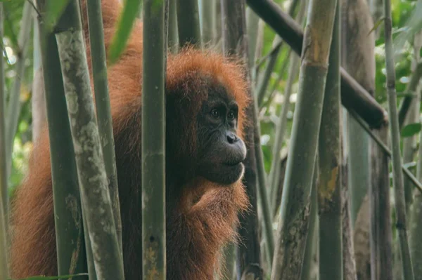 Genç Bir Sumatra Orangutan Veya Pongo Abelii Endonezya Daki Leuser — Stok fotoğraf