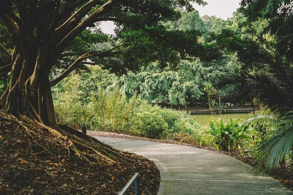 Wandelen Door Een Pad Door Een Park Onder Boomschaduw Singapore — Stockfoto