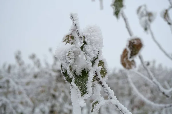 Zbliżenie Zielonych Brązowych Liści Gałęzi Pokrytych Śniegiem Rozmytym Tle — Zdjęcie stockowe