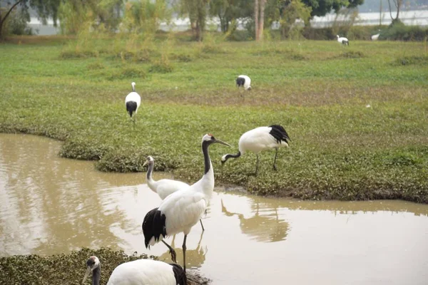 Beautiful View Red Crowned Cranes Drinking Water Pond Garden — Stock Photo, Image