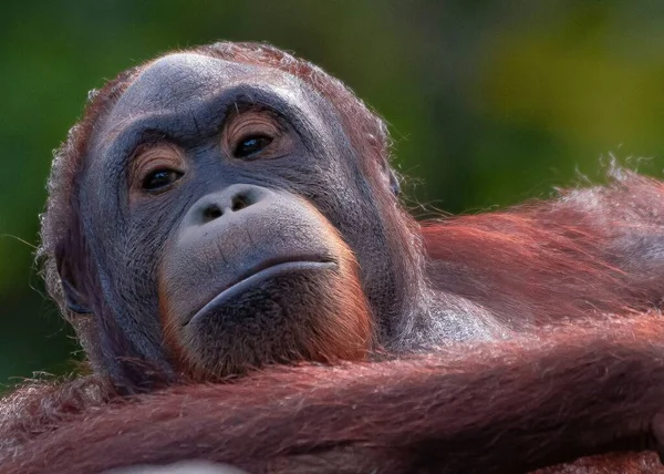 Detailní Záběr Orangutanského Portrétu — Stock fotografie