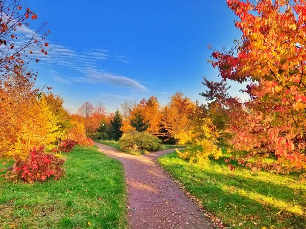 秋天森林小径的美丽景色 — 图库照片