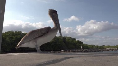 Florida 'daki Boynton Sahili Giriş Parkı' nda bir deniz kenarına tünemiş bir Pelikan kuşunun yakın çekimi.