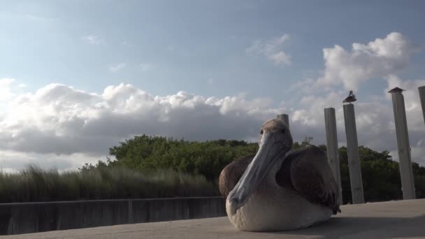 Primer Plano Pájaro Pelícano Sentado Malecón Boynton Beach Inlet Park — Vídeo de stock