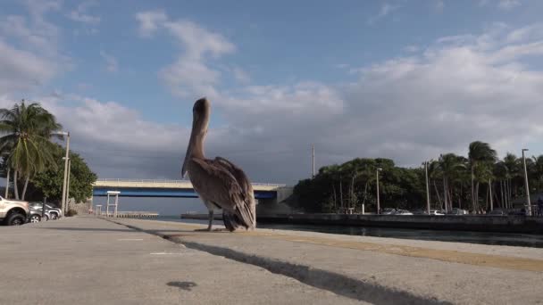 Primer Plano Pájaro Pelícano Caminando Posado Malecón Boynton Beach Inlet — Vídeo de stock