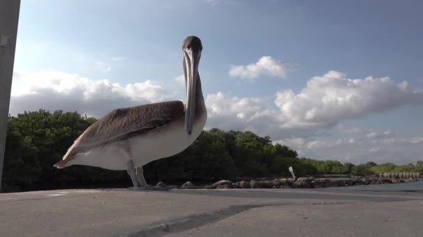 Zbliżenie Pelikana Ptaka Siedzącego Falochronie Boynton Beach Inlet Park Florydzie — Wideo stockowe