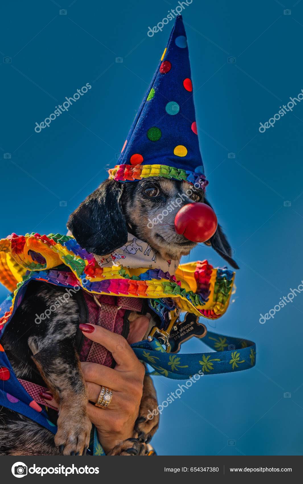 Animal Perro Vestido De Payaso Primer Plano Dachshund Vestido Como