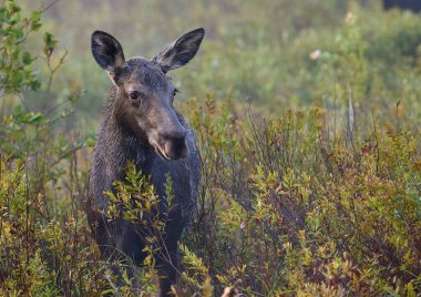 Bir tarlanın ortasında bir geyiğin (Alces alces) yakın çekimi
