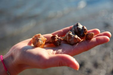 Mermilerin farklı şekil ve boyutlarda yakın çekim görüntüleri.