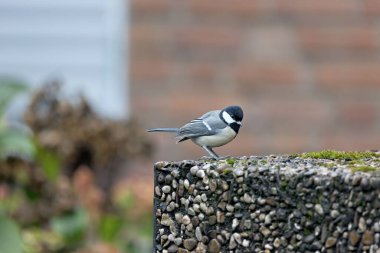 A great tit perching on rock
