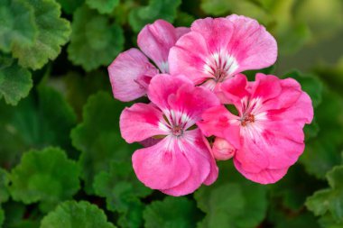 Bahçedeki pelargonyum bitkilerinin yakın çekimi.