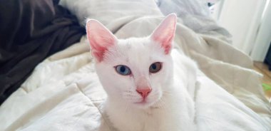 Beyaz kedi yumuşak battaniyenin üzerinde yatıyor.