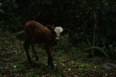 Tarlada beyaz başlı kahverengi bir inek.