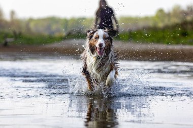 Nehirde oynayan ve suyun tadını çıkartan bir köpeğin güzel bir görüntüsü.
