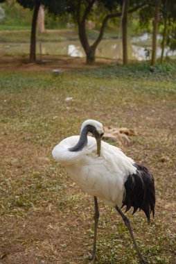 Bahçede kırmızı taçlı vinçlerin güzel bir manzarası