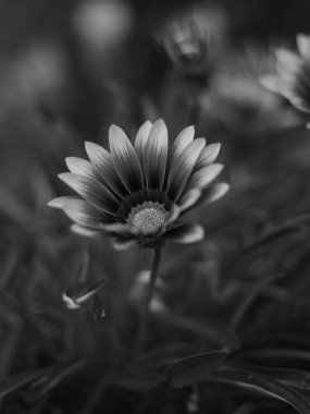 Gri tonda çiçek açan bir çiçeğin seçici odak noktası.