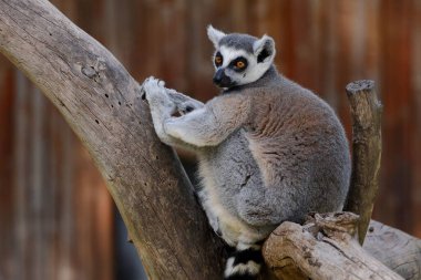 Ağacın dalında bir lemur