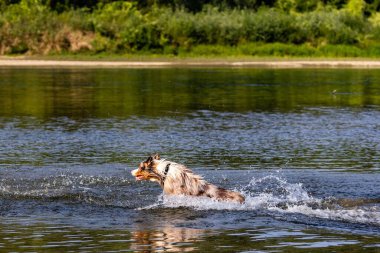 Nehirde yüzen ve suyun tadını çıkaran güzel bir köpek resmi.