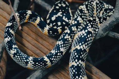 Close up of a coiled female Tropidolaemus wagleri, more commonly known as Wagler's pit viper spotted in Bukit Lawang North Sumatra, Indonesia clipart