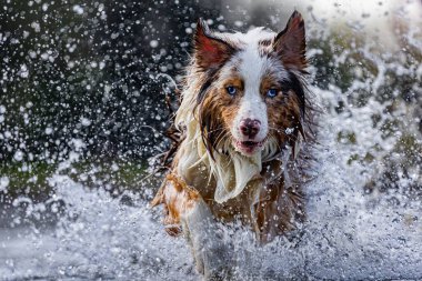 Nehirde oynayan ve suyun tadını çıkartan bir köpeğin yakın plan fotoğrafı.