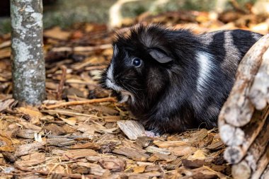 Bir parktaki sevimli siyah kobay (Cavia porcellus) için seçici bir yakın çekim odağı