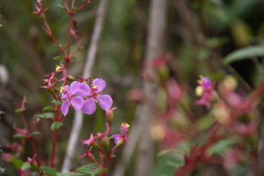 Küçük pembe çiçeklerin yakın çekimi.