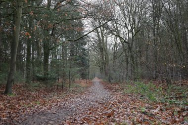 Kasvetli bir günde, sarı yapraklarla kaplı bir ormanda yol.