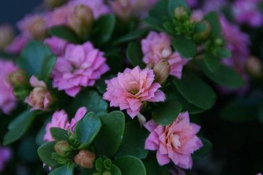 Yeşil yapraklı pembe çiçekçi Kalanchoe 'nun yakın plan görüntüsü.
