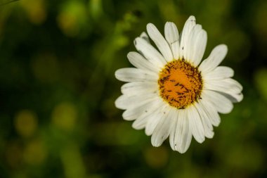 Leucanthemum ircutianum 'a yakın çekim, böceklerle papatya..