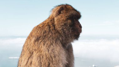 Mavi arka planda bir maymun