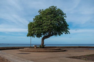 Pasifik Okyanusu 'na bakan tek güzel ağaç Panik Noktası, Oahu, Hawaii