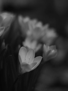 Gri tonda çiçek açan bir çiçeğin seçici odak noktası.