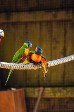 Gökkuşağı lorikeetlerinin (Trichoglossus moluccanus) bir hayvanat bahçesindeki ipte dikey seçici bir odak noktası