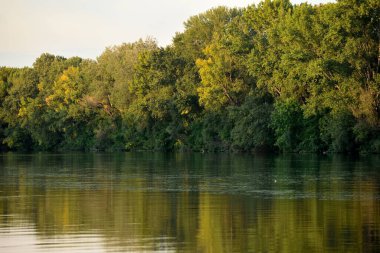 Ağaçların yansımasıyla Tuna Nehri 'nin güzel doğal manzarası