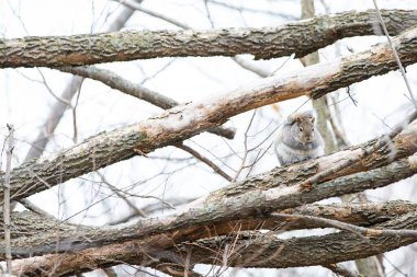 Arka planda bulanık dalda oturan bir sincap