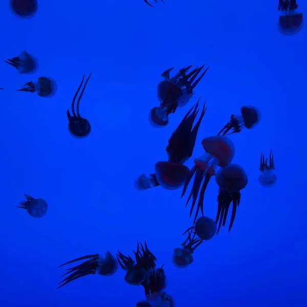 Gros Plan Groupe Méduses Dans Aquarium Clair — Photo
