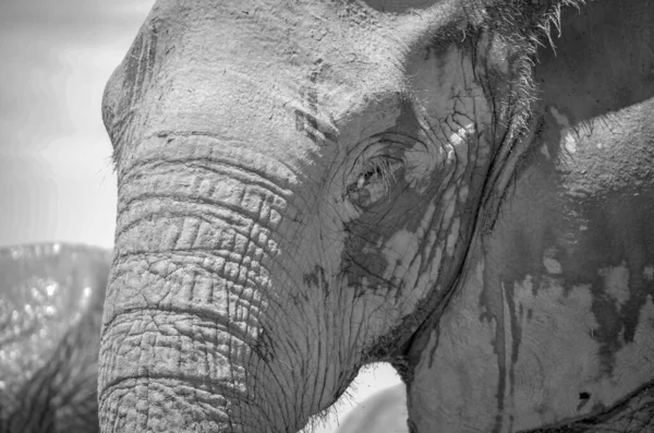Zbliżenie Słonia Skali Szarości — Zdjęcie stockowe