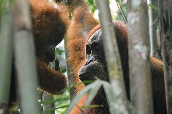 Beautiful Moment Mother Juvenile Sumatran Orangutan Pongo Abelii Spotted Bamboo — Stock Photo, Image