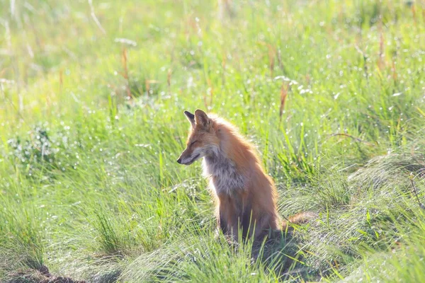 Selective American Red Fox Vulpes Vulpes Fulva Green Grass Sunlight — Stock Photo, Image
