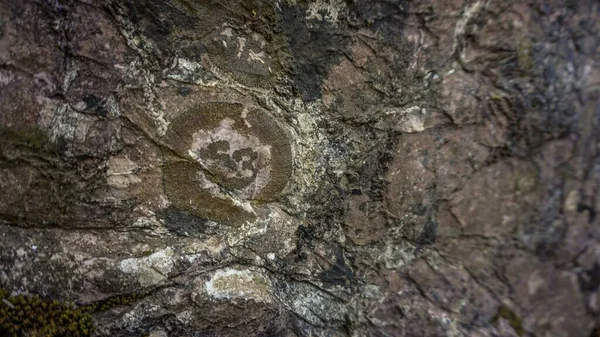 Closeup Shot Fossil Rock — Stock Photo, Image
