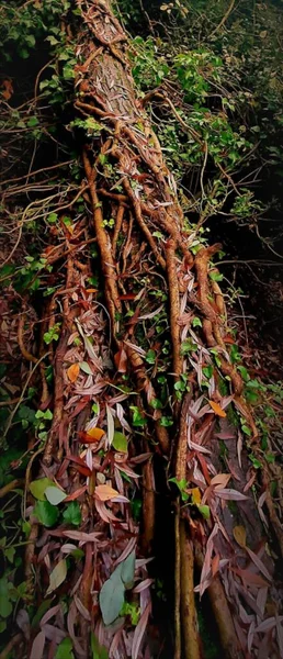 カンブリジシャー州のカントリーパークの森の倒木の周りに織られたブドウの垂直ショット — ストック写真
