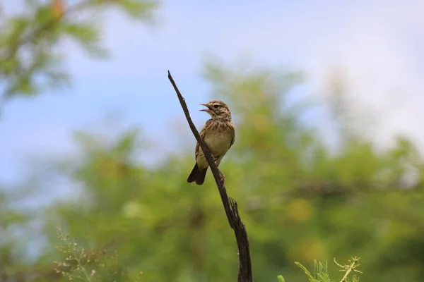 Ağacın Çıplak Dalına Konmuş Bir Tarla Kuşunun Yakın Çekimi — Stok fotoğraf