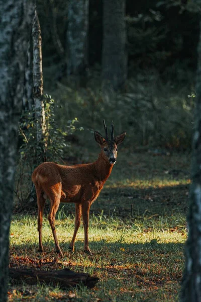 スウェーデンの森の中に一人で立って後ろを見る鹿の垂直ショット — ストック写真