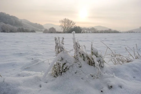 Ağaçlar Dağlarla Çevrili Kuru Bitkilerle Dolu Güzel Bir Kış Manzarası — Stok fotoğraf