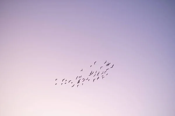 Een Zwerm Vogels Die Bij Zonsondergang Paarse Lucht Vliegen — Stockfoto